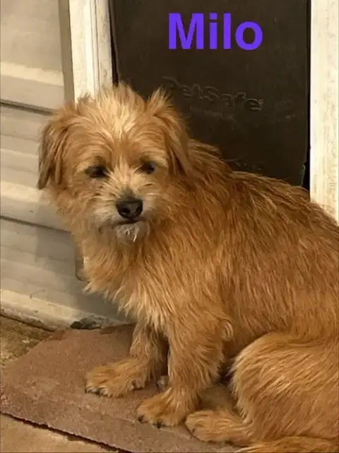 Milo photo 3
