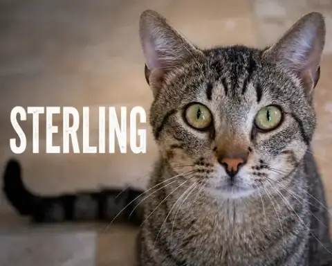 Sterling