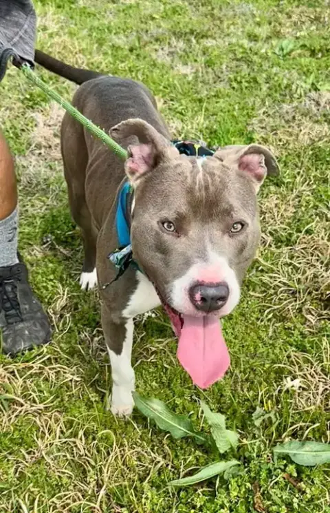 Hank The Handsome photo 4