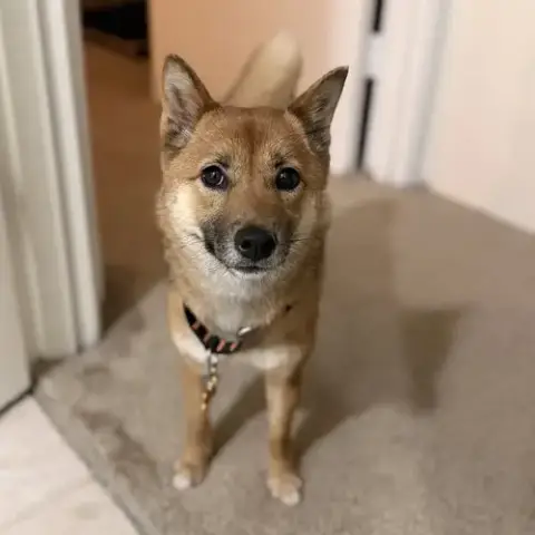 Foxy photo 4