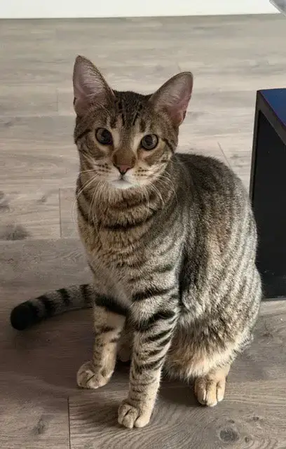 Ziggy