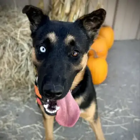 Sadie