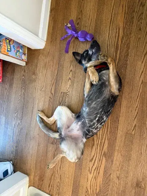 Rosie photo 4