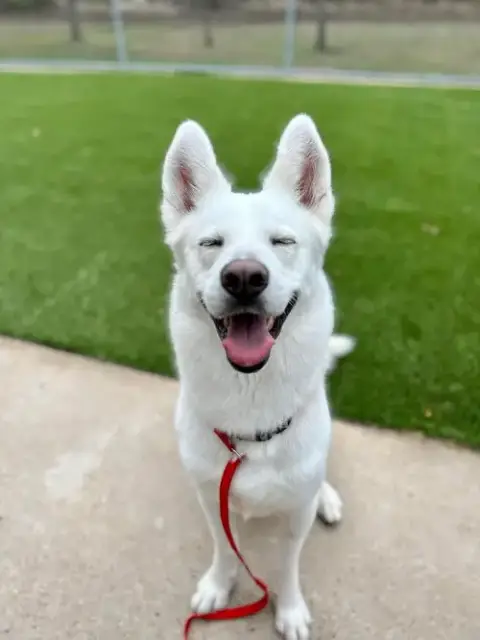 Ernie $100 Adoption Fee All Dogs