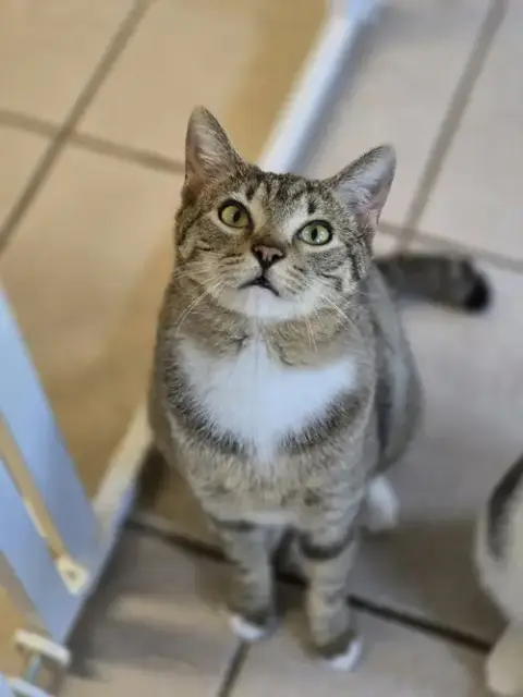 Kovu