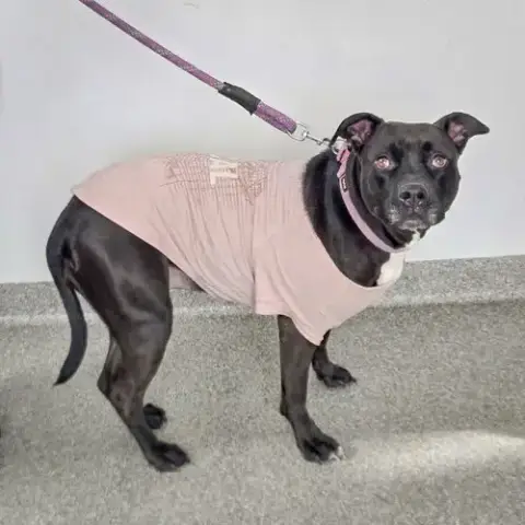 Cardi photo 5
