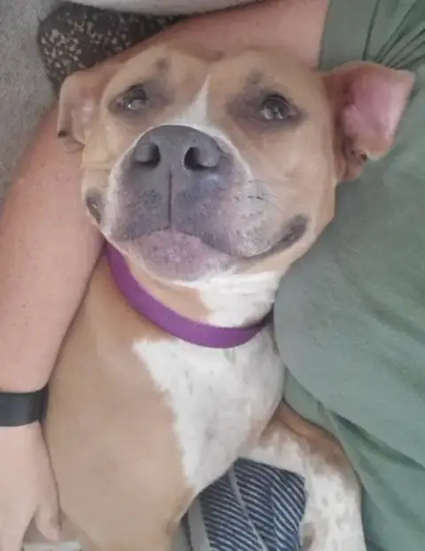 Adora