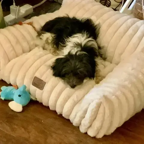 Bella Bee photo 2