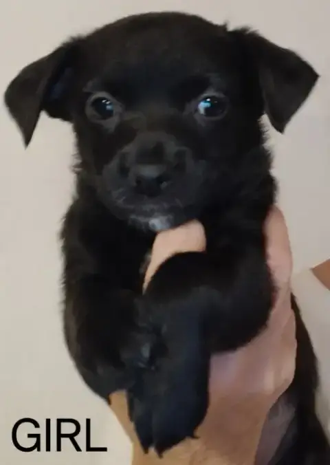 Frida
