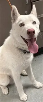 Bolt