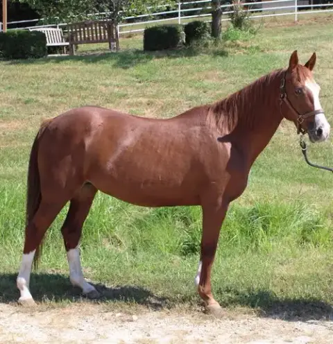 Praline