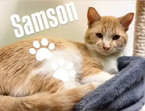 Samson