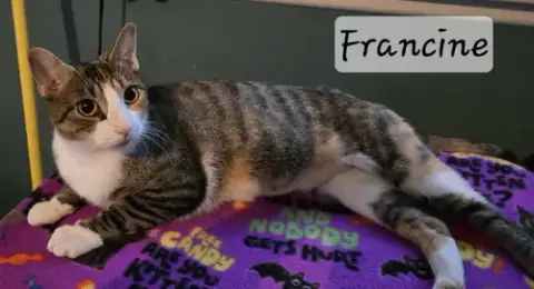 Francine