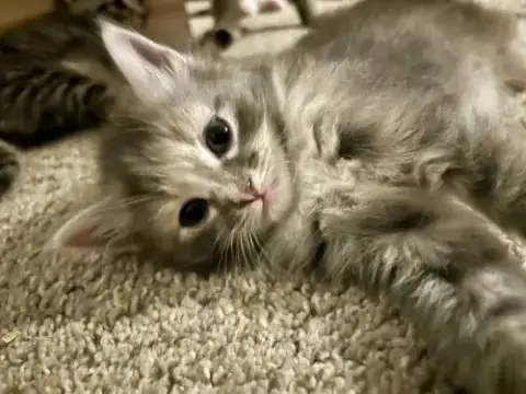 Fluffy photo 2