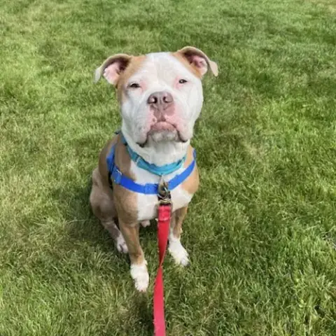 Bowie
