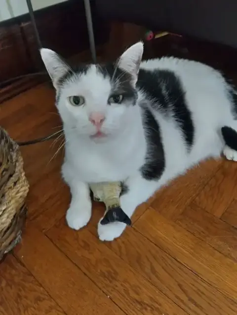 Catman