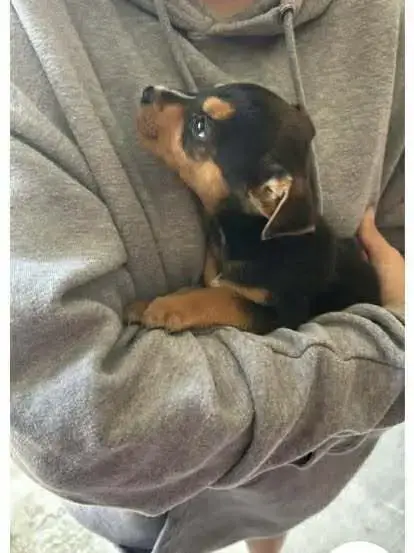 Lil Milo