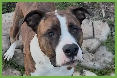 Yuli