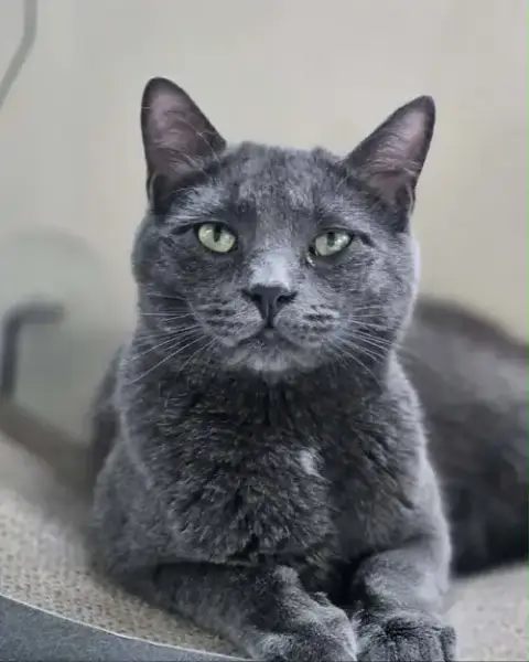 Little Gray And Little Girl