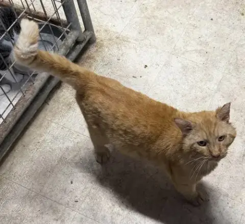 Ferdinand  Fiv