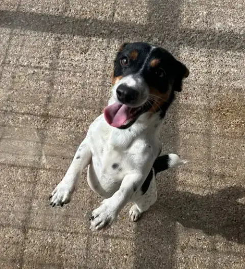Stimpy