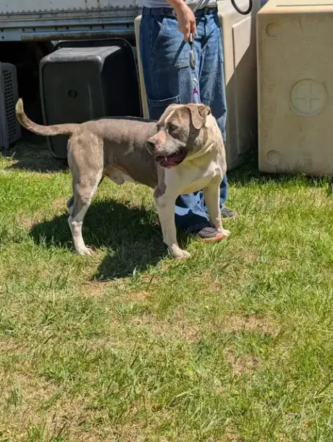 Blue: At Shelter photo 4