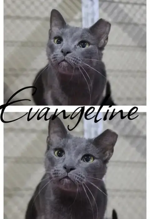 Evangaline
