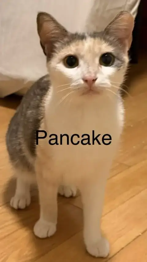 Pancake photo 2