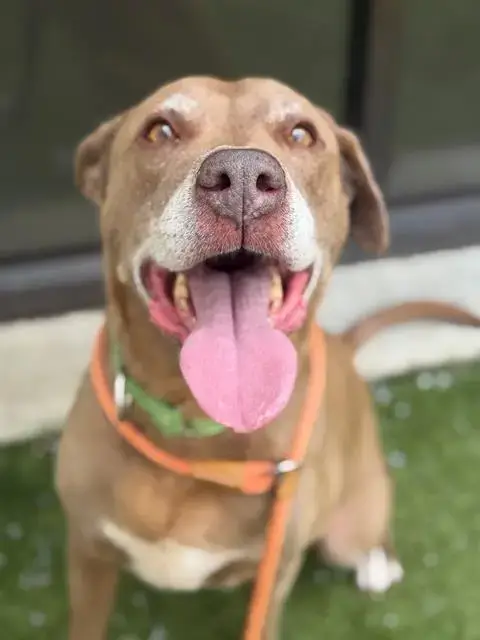 Finn