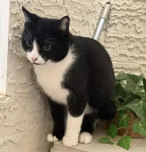 Tux Mcfluff