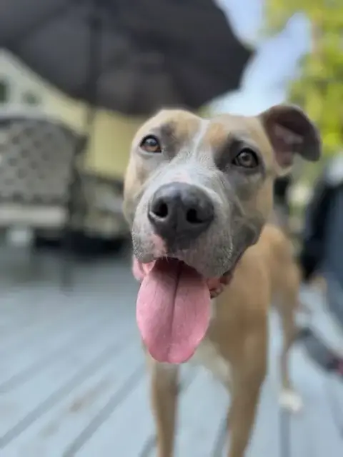 Luna Foster Home Needed photo 3