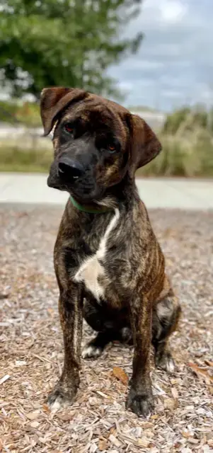 Rex
