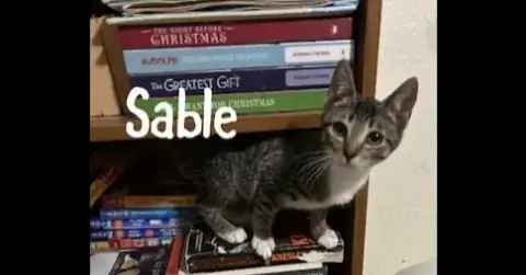 Sable