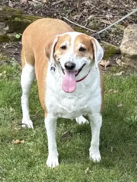 Ringo photo 2