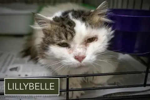 Lillybelle