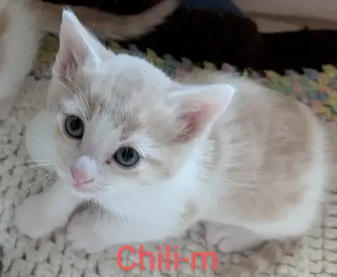 Chili