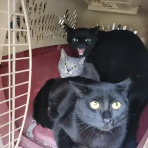 Ferals For Farms!