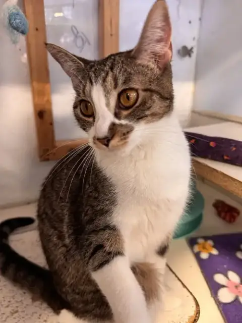 Gracie