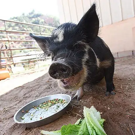 Spotted Petunia photo 3