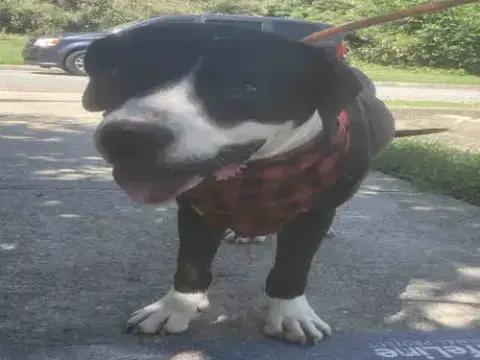 Big Paw
