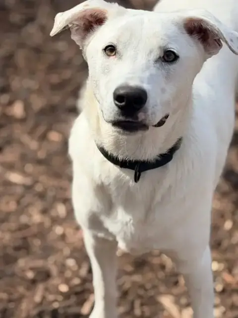 Apollo photo 2