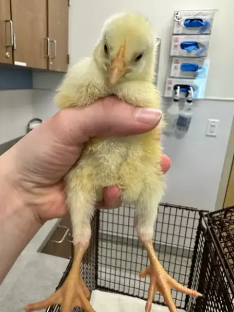 Peep