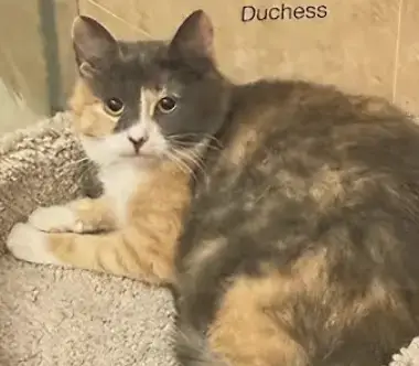 Dutchess