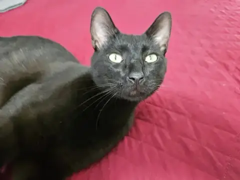 Linus photo 5