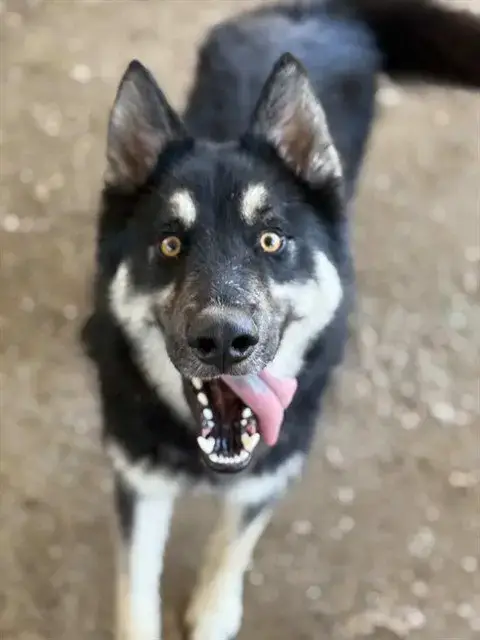 Arlo