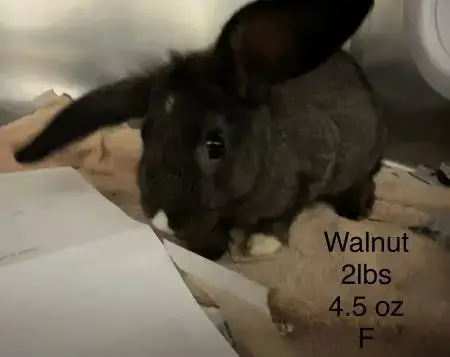 Walnut photo 2