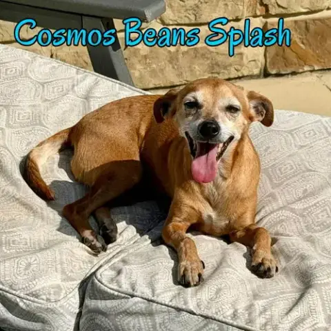 Cosmos Beans Splash photo 5