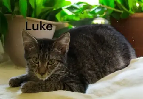 Luke