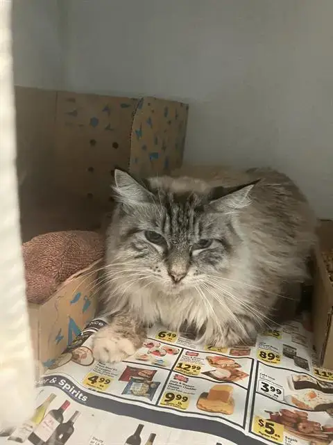 Frankie