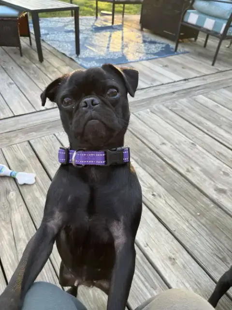 Violet